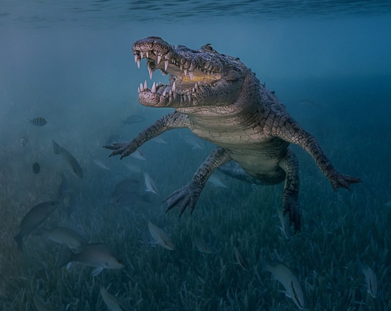 برترین عکس‌های دنیای زیر آب در سال ۲۰۱۸ را تماشا کنید