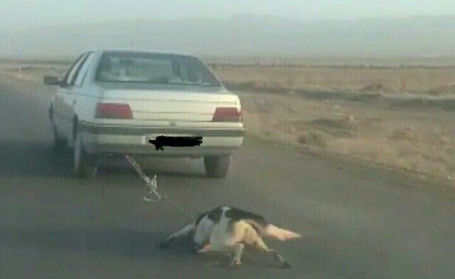 بی رحمی با یک سگ در جاده اشتهارد +عکس