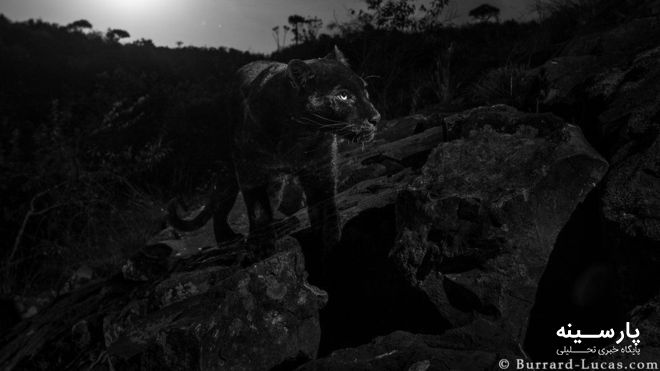 شکار تصویر پلنگ سیاه در کنیا بعد از ۱۰۰ سال