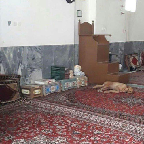 پناه‌ دادن یک سگ در مسجد توسط سیل‌زدگان خوزستان + عکس