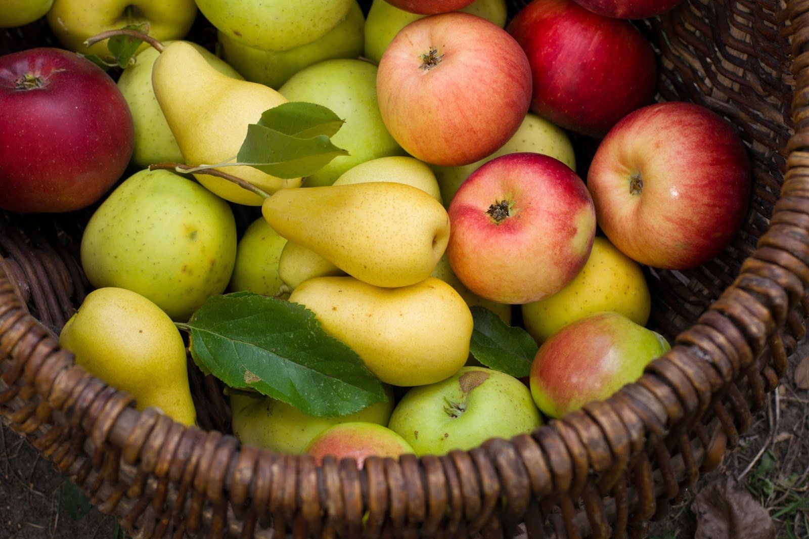 مصرف سیب و گلابی با بدن ما چه می‌کند؟