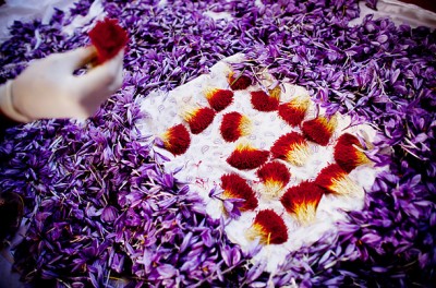 زنگ خطر زعفران به صدا درآمد/ توجه خارجی‌ها به کشت زعفران ایرانی در افغانستان