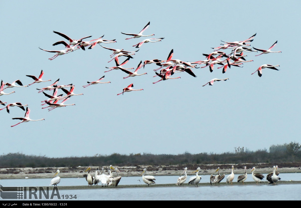 تصاویری از پرندگان مهاجر جزیره آشوراده