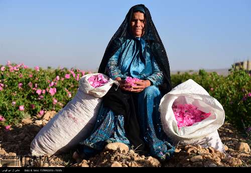 برداشت گل محمدی/تصاویر