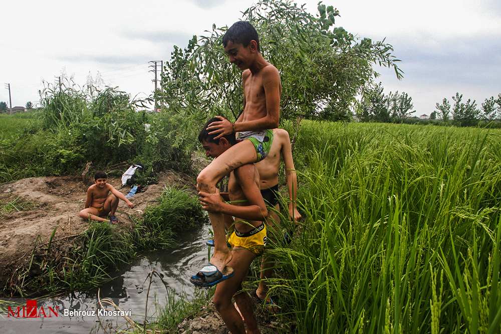 شنای کودکان در نهرهای کنار شالیزار
