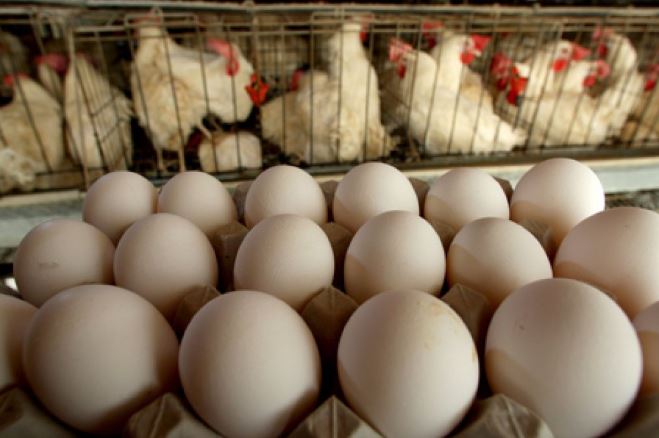 وضعیت نامناسب مرغ و تخم مرغ در کشور
