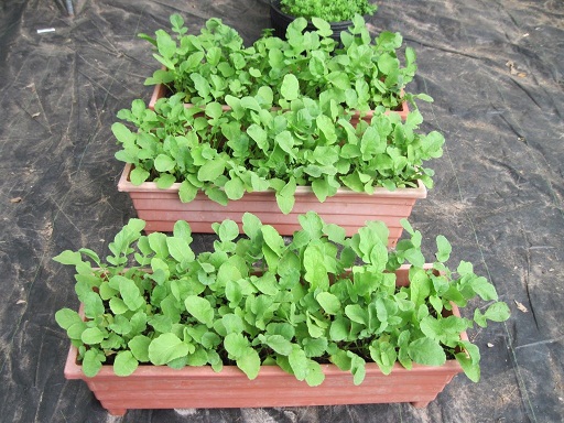 ۶ مرحله ساده برای پرورش سبزی در آپارتمان