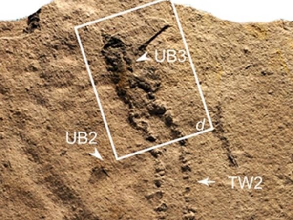 کشف قدیمی‌ترین ردپای فسیل یک حیوان +عکس
