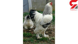 بزرگترین مرغ دنیا که یک متر قد دارد؟! +عکس