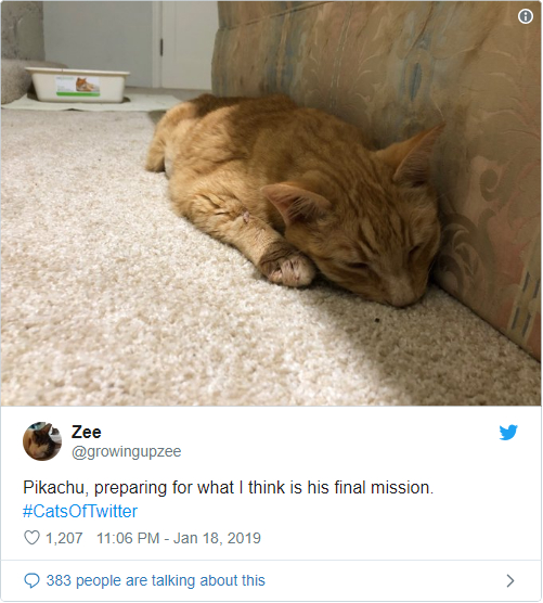 گربه مشهور توئیتر به فضا می‌رود! + تصویر