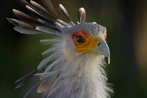 مرغ مُنشی؛ پرنده‌ای که نماد آفریقای جنوبی شد+عکس