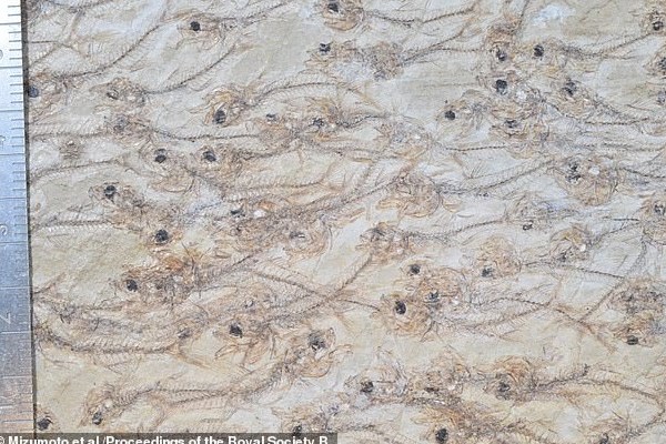کشف فسیل ۵۰ میلیون ساله ۲۵۹ ماهی+عکس