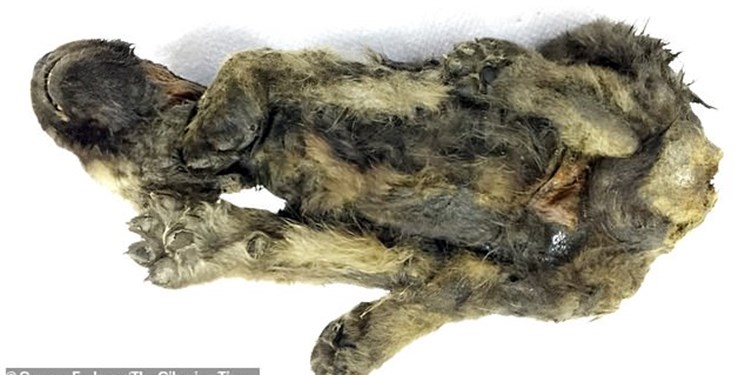 کشف جسد ۱۸ هزار ساله یک سگ+عکس