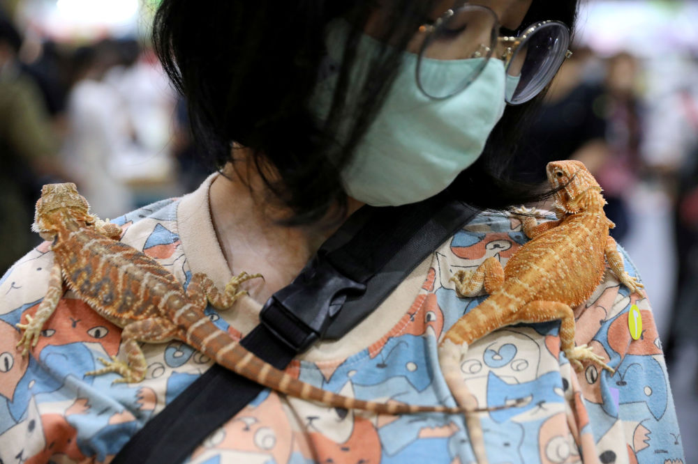 نمایشگاه جانوران اهلی و وحشی در بانکوک