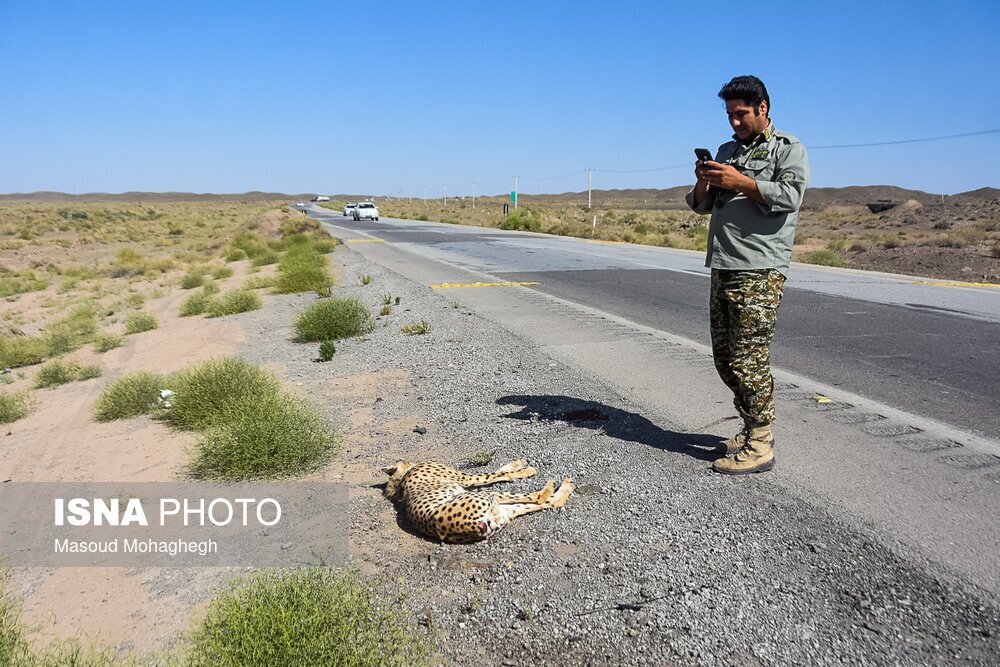 تلف شدن یوزپلنگ ماده