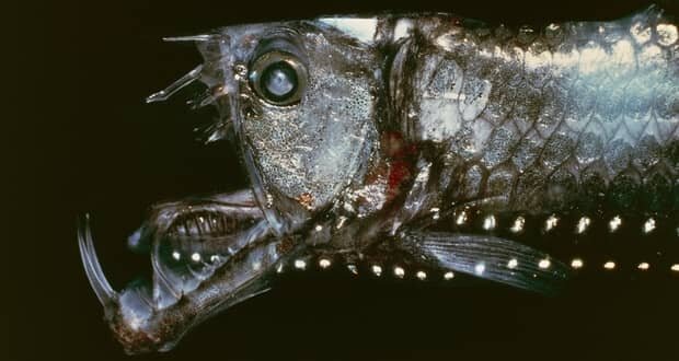 عجیب ترین ماهی هایی که در اعماق اقیانوس زندگی می کنند