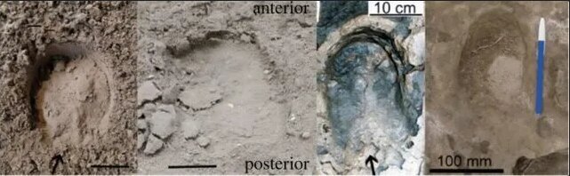 اسب‌ها زمانی انگشت داشتند!