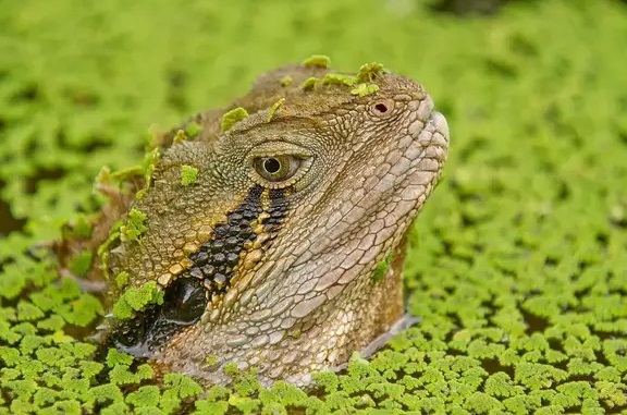 اژدهای منقرض شده بازگشت اژدهای منقرض شده به طبیعت بازگشت!+ عکس