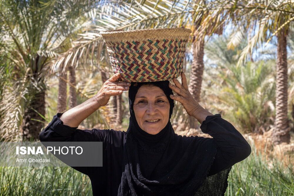 برداشت خرما در خرماپزان شادگان+تصاویر