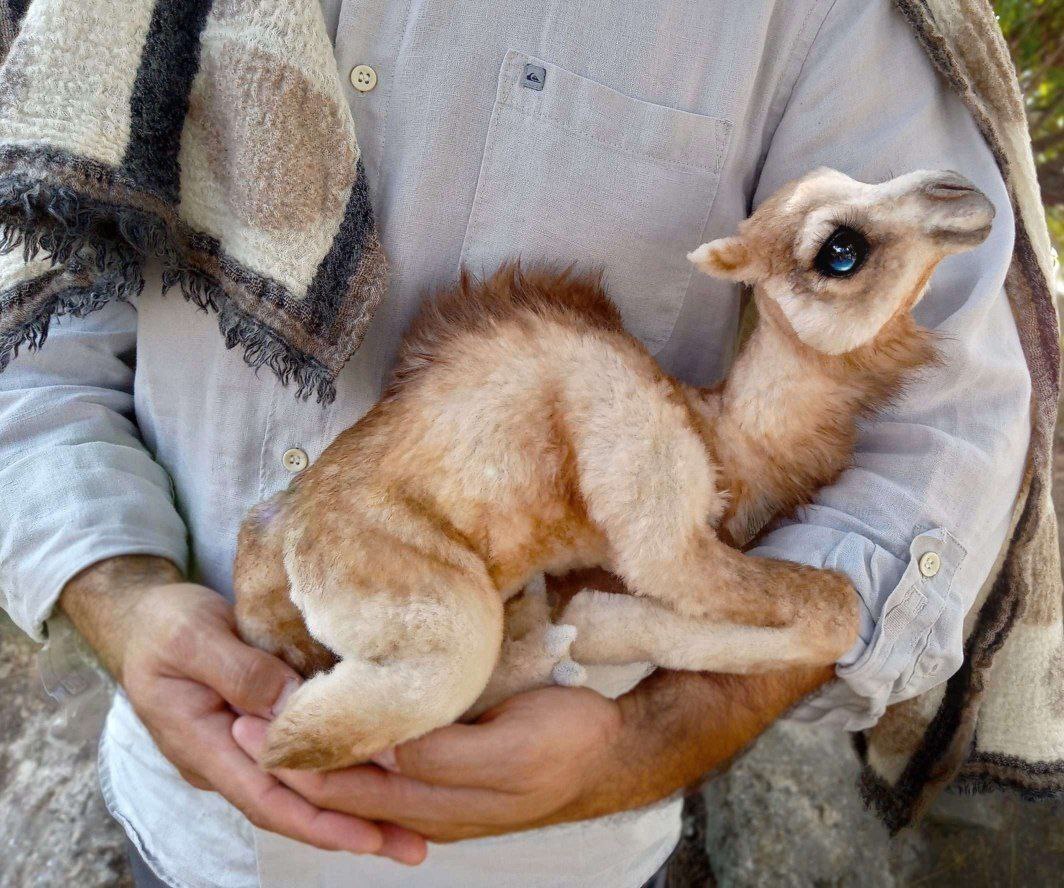 چشمان زیبای این بچه شتر در فضای مجازی وایرال شد+ تصاویر