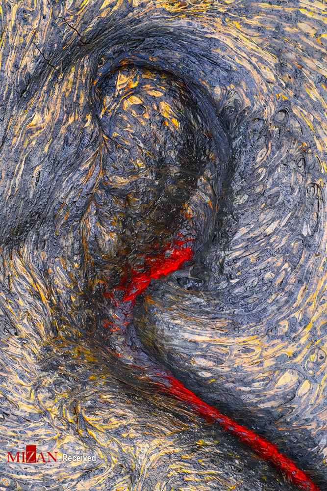 برندگان مسابقه عکاسی کلوز آپ (۲۰۲۰)