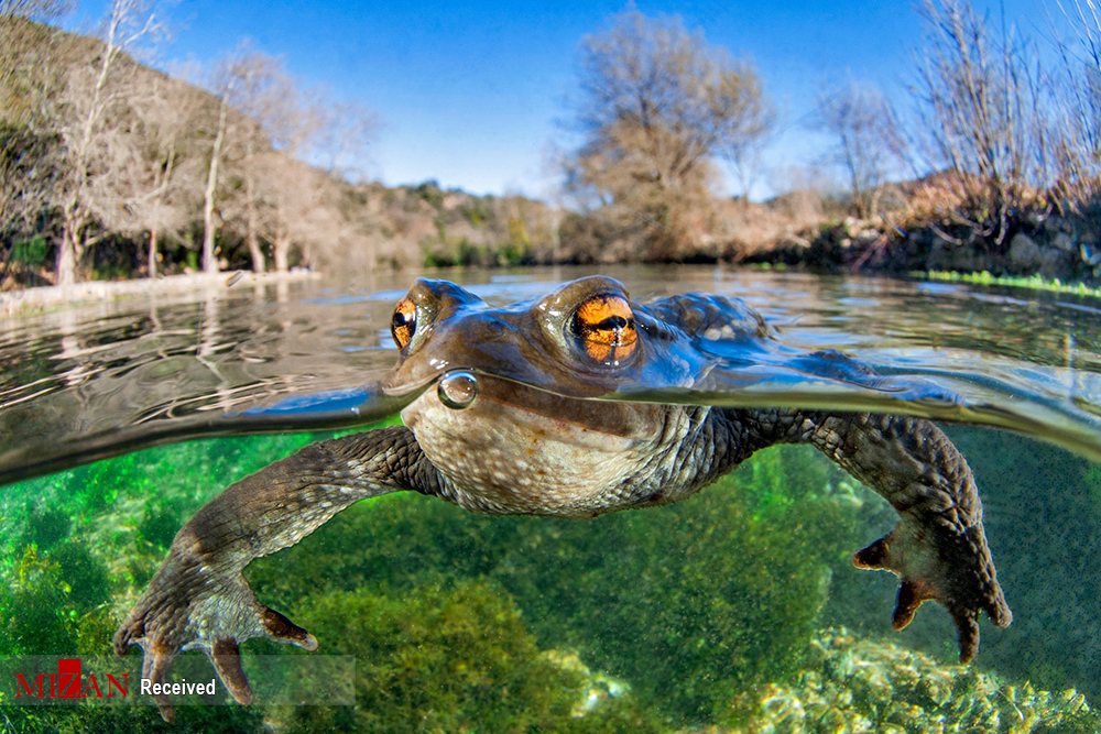 برندگان مسابقه عکاسی کلوز آپ (۲۰۲۰)