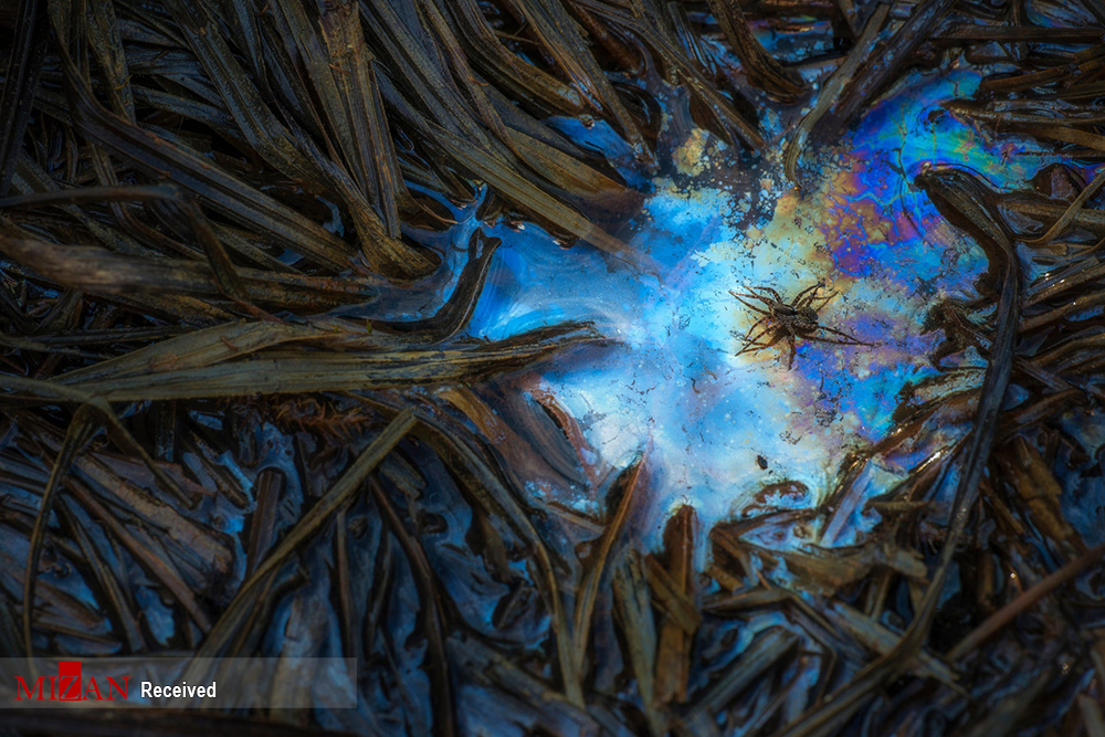 برندگان مسابقه عکاسی کلوز آپ (۲۰۲۰)