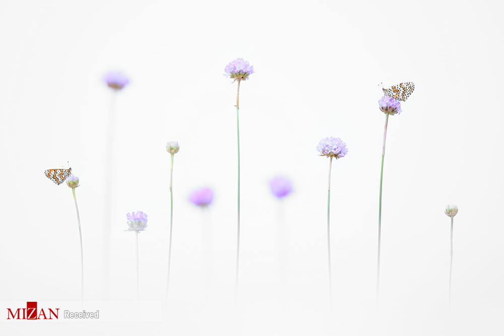 برندگان مسابقه عکاسی کلوز آپ (۲۰۲۰)