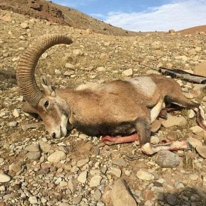 پاتوق‌های مجازی شکار، میراث کلانتری برای حیات وحش + تصاویر