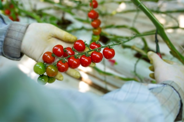 نقش گلخانه‌های عظیم آتاویتا در صادرات گوجه فرنگی و فلفل دلمه‌ای کشور