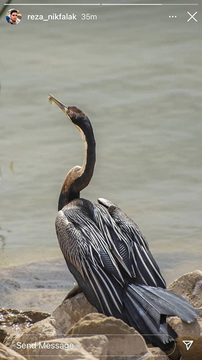 پرنده نادر آفریقایی در ایران تلف شد+ عکس