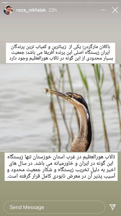 پرنده نادر آفریقایی در ایران تلف شد+ عکس