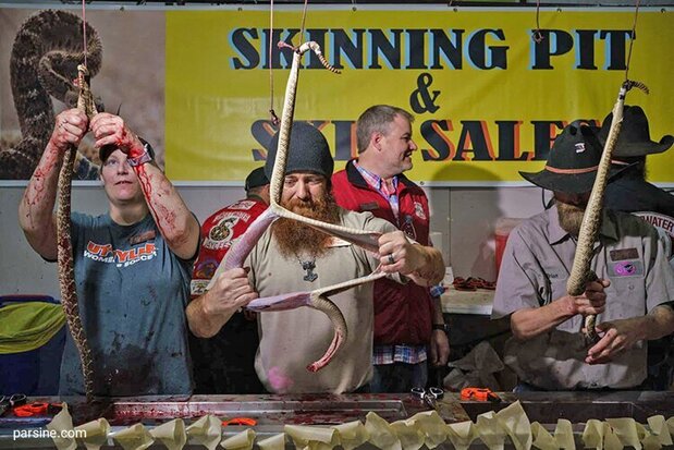 کندن پوست ۲۰۰۰ کیلو مار زنگی پشت‌الماسی در آمریکا+ عکس