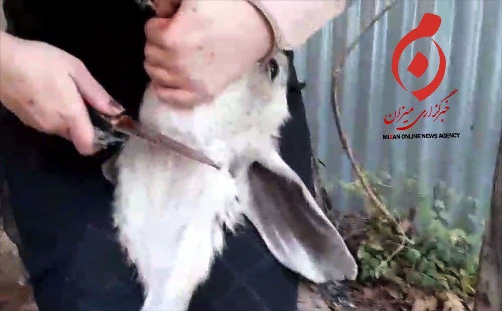 دختران قصاب چه کسانی هستند؟/ رفتار وحشتناک برخی خانم ها در کشور با حیوانات! + هشدار تصاویر ناگوار و خشونت آمیز