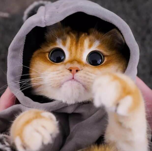 با گربه چکمه‌پوش واقعی آشنا شوید + عکس