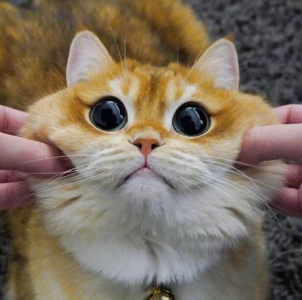 با گربه چکمه‌پوش واقعی آشنا شوید + عکس