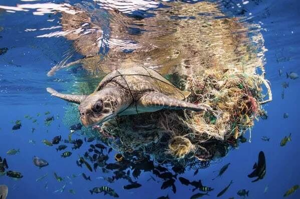 مسابقه عکاسی اقیانوس ۲۰۲۲، زیبایی‌ های زیر آب + تصاویر