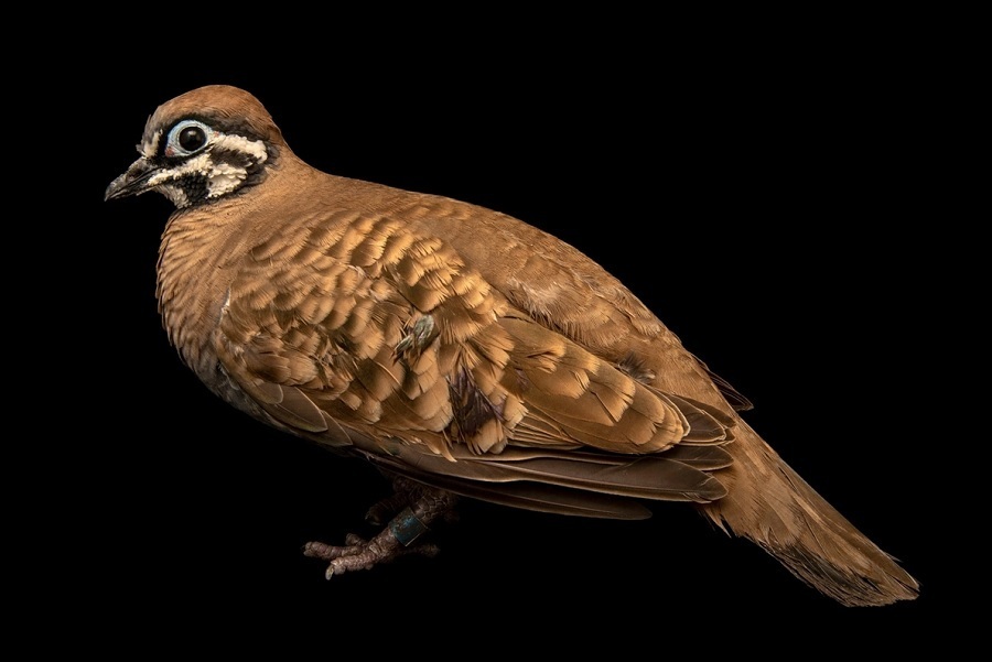 کبوتری که از قایقهای تندرو سریعتر حرکت میکند+ تصاویر/ سرعت پرواز این کبوترها میخکوب تان میکند چمباته زن