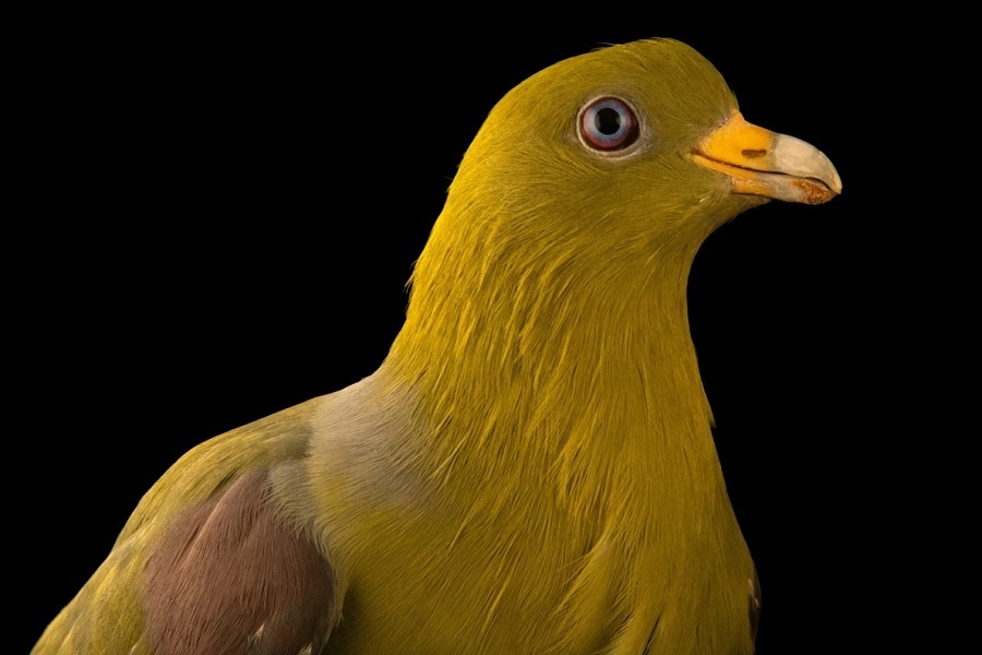 کبوتری که از قایقهای تندرو سریعتر حرکت میکند+ تصاویر/ سرعت پرواز این کبوترها میخکوب تان میکند کبوتر ماداگاسکار