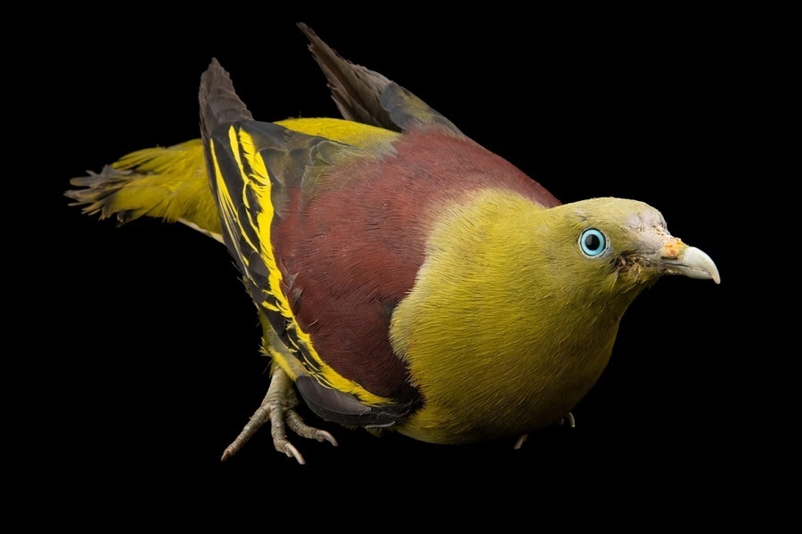 کبوتری که از قایقهای تندرو سریعتر حرکت میکند+ تصاویر/ سرعت پرواز این کبوترها میخکوب تان میکند سبز فیلیپینی