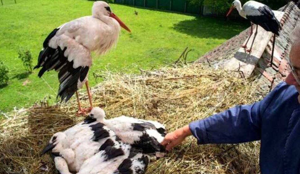 ترک کزدن ملنا توسط کاپیتان، لک لک نر