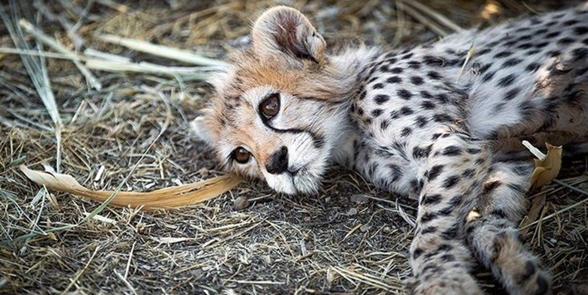 پیروز یک یوز معمولی نبود