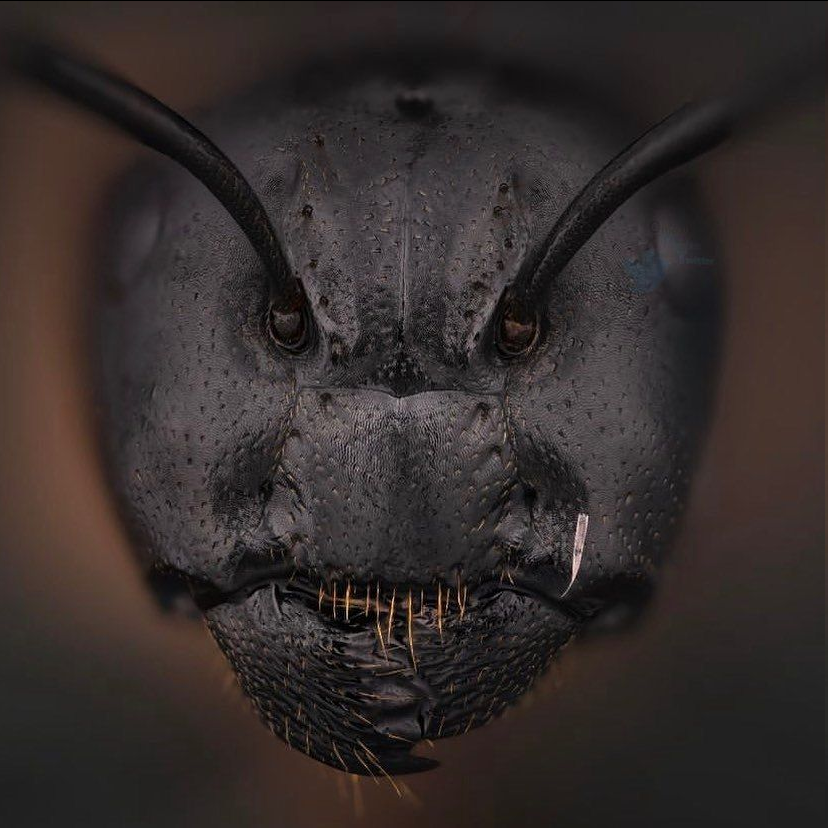 تصویری ترسناک از صورت مورچه از نمای نزدیک