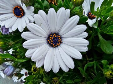 تفاوت های جالب دوربین های سامسونگ گلکسی S23 Ultra با آیفون اپل 14 Pro