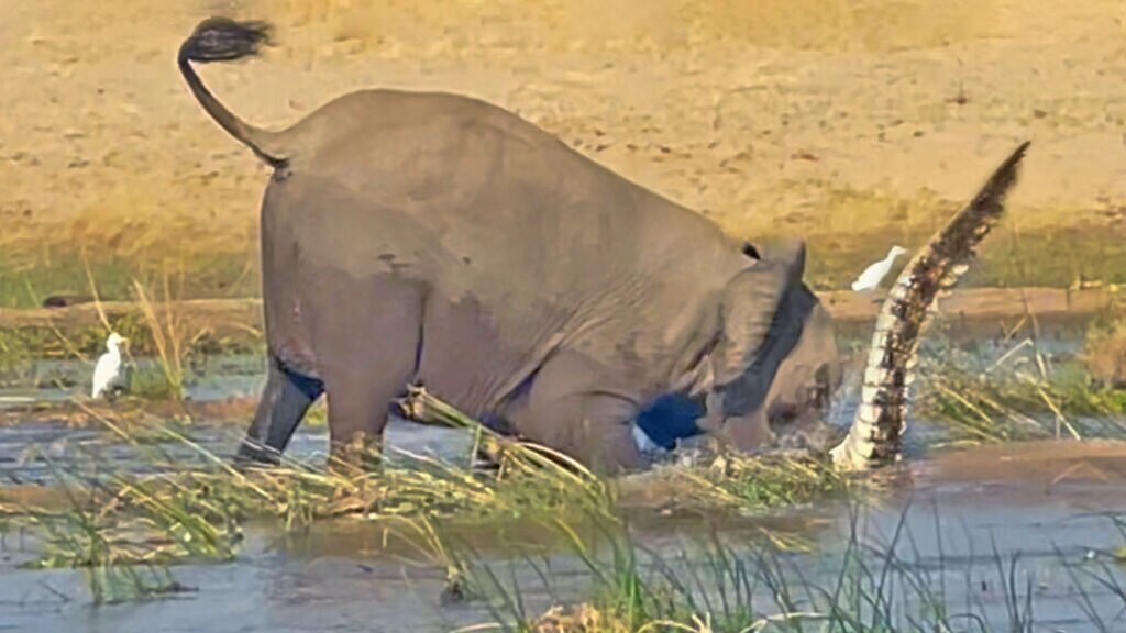 بلایی که فیل مادر سر کروکودیل غول‌پیکر آورد!+ عکس